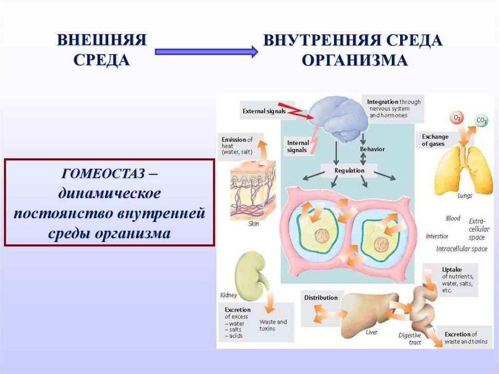 Обеспечивает постоянство внутренней среды. Гомеостаз постоянство внутренней среды. Внутренняя среда организма гомеостаз. Понятие о гомеостазе и внутренней среде организма. Поддержание относительного постоянства внутренней среды организма.