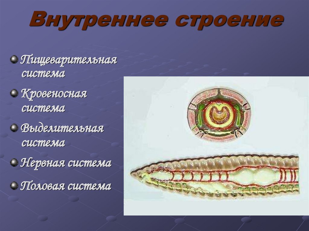 Пищеварительная система органов кольчатых червей. Кольчатые черви строение. Кольчатые черви скелет. Внутреннее строение червя. Внутреннее строение дождевого червя.