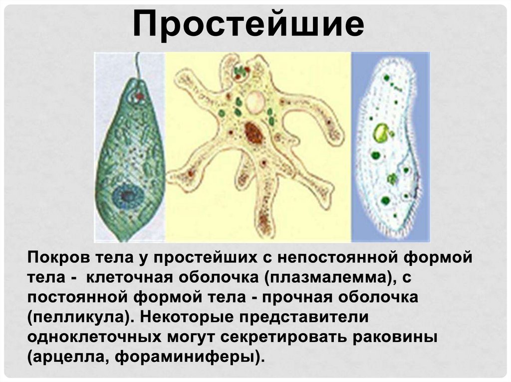 Простейший организм что это. Покровы простейших. Покровы тела простейших. Форма тела простейших. Система простейших.