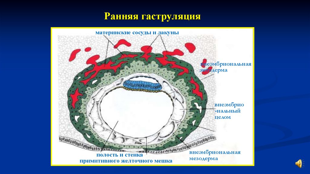 Схема зародыша человека в конце ранней гаструляции 13 е сутки развития