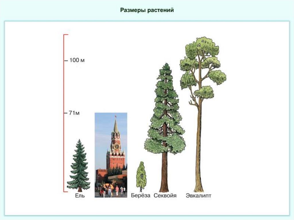 Размеры растений. Размеры растений 5 класс. Размеры растений по биологии. Различные Размеры растений.