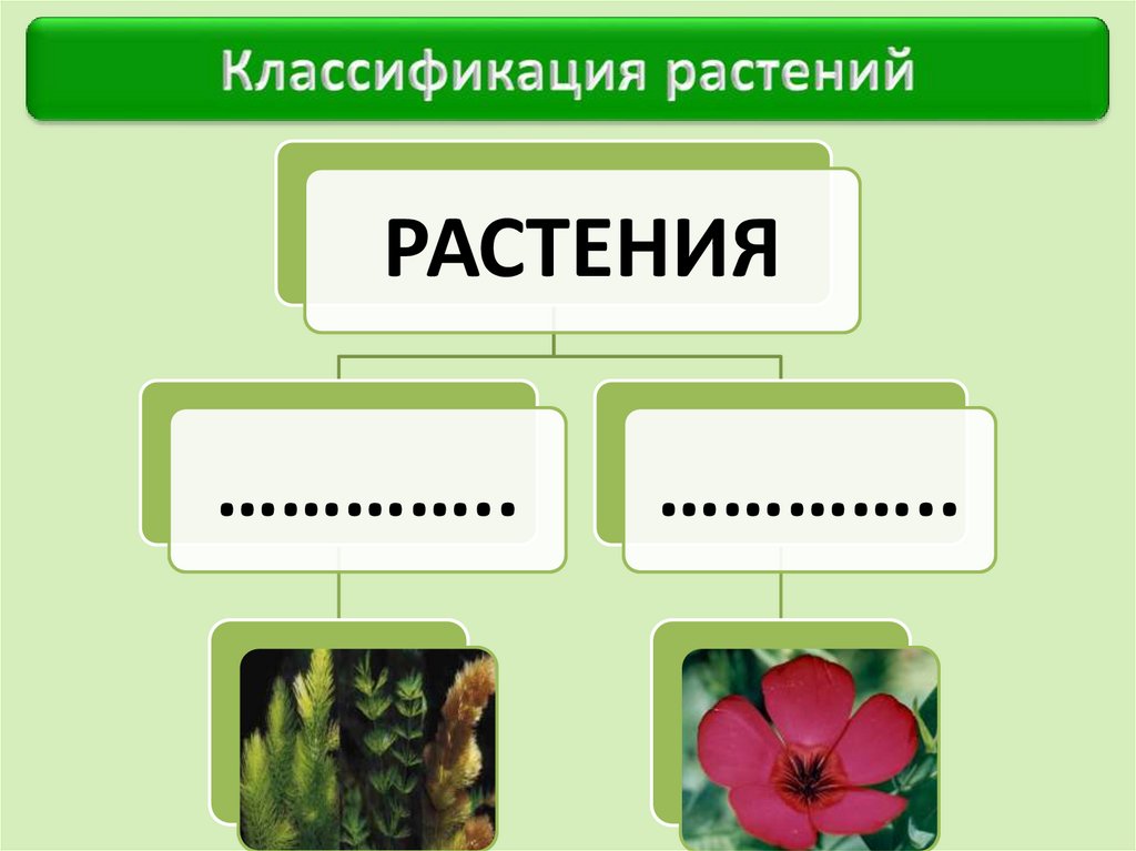 7 общих признаков растений. Классификация растений. Царство растений. Царство растений 6 класс. Царство растений 5 класс биология.