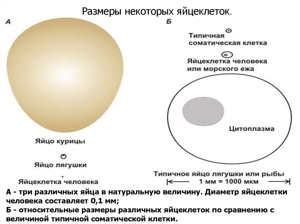 Морфология в спермограмме. Спермограмма по Крюгеру.