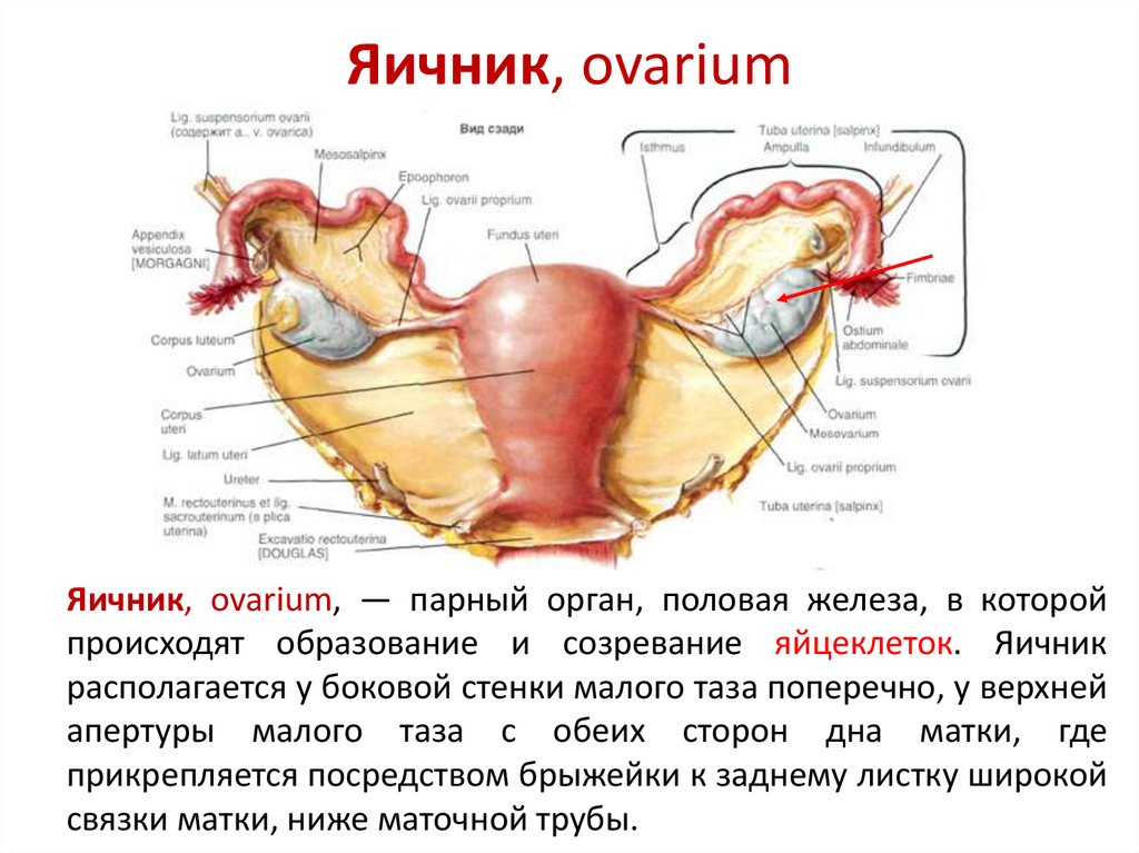 Железы женских половых органов