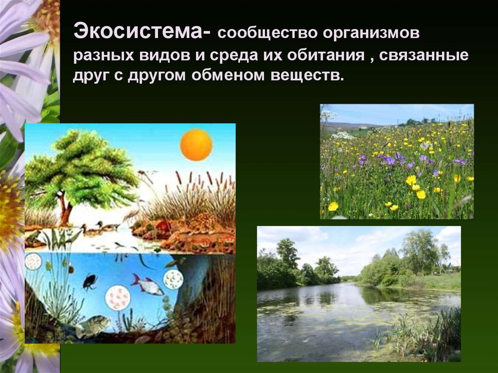 Среда экологическое сообщество. Экосистема. Экологические сообщества экосистемы. Многообразие экосистем. Видовое многообразие экосистем.