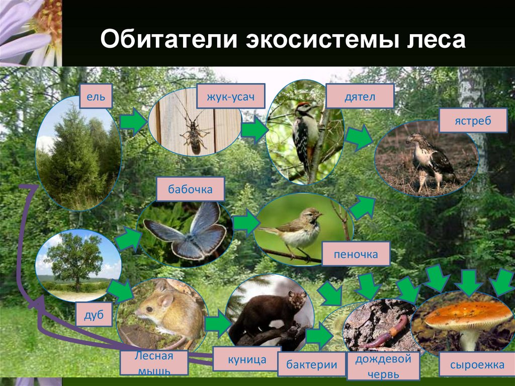 Тест по биологии природные сообщества 7 класс. Экосистема. Лесная экосистема. Экосистема лес. Биогеоценоз леса.