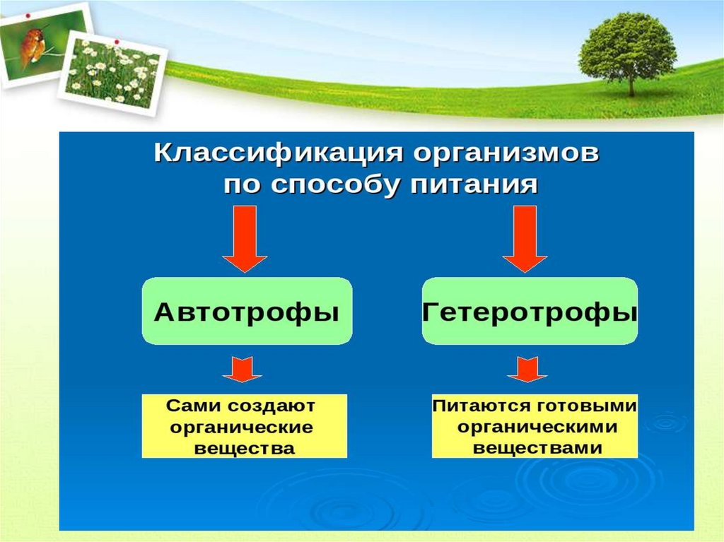 Принципы систематики организмов 5 класс