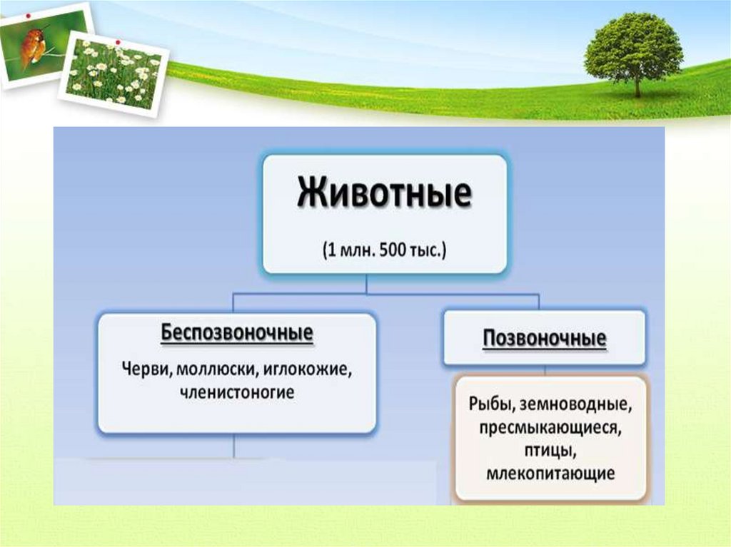 Систематика организмов 5 класс