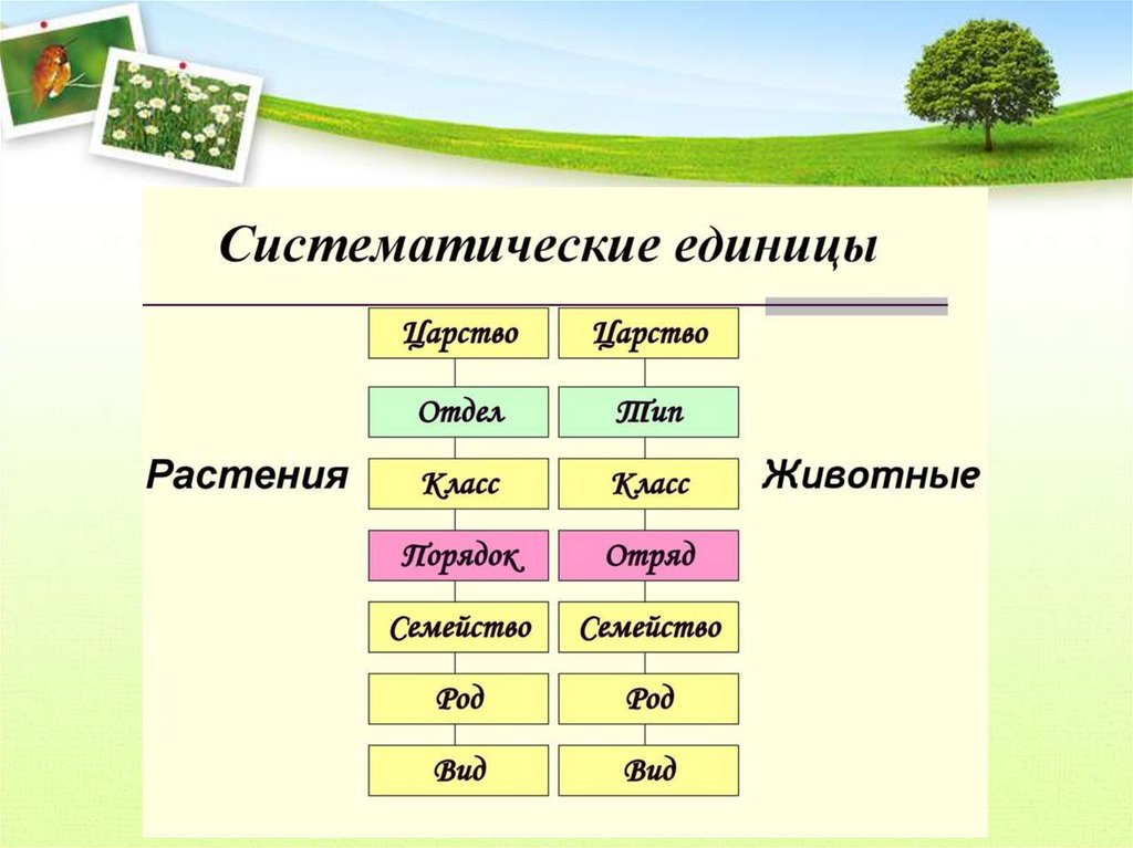 Ознакомление с принципами систематики организмов