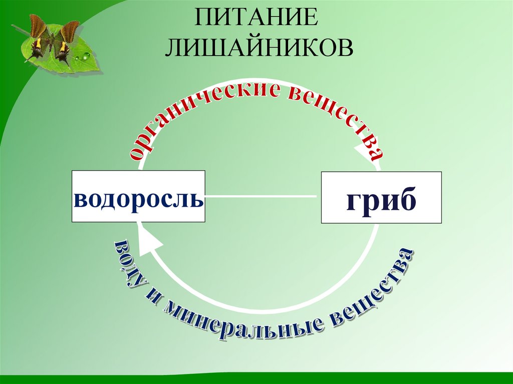 Схема питание лишайников