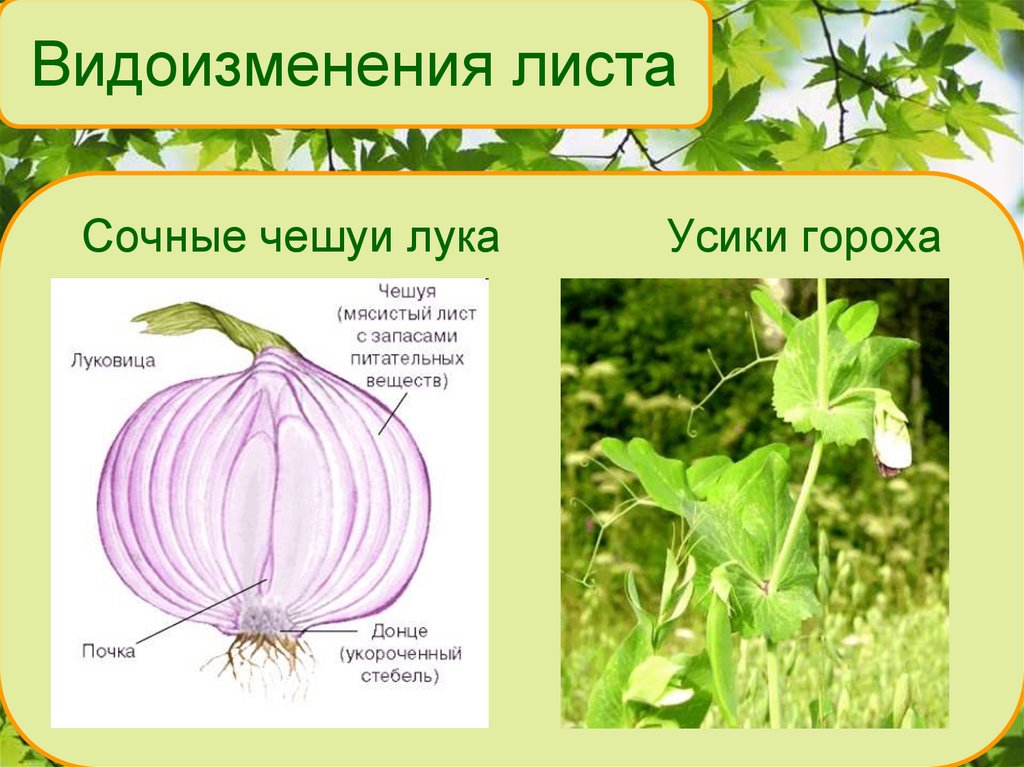 Лист презентация 6 класс биология