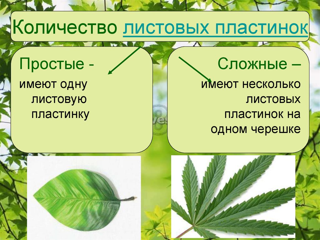 Строение листа 7 класс