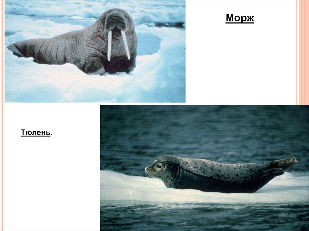 Белый медведь морж и тюлень природная зона. Морж и тюлень. Морж в лесотундре. Моржи какой природной зоне. Как выглядит тюлень и морж.