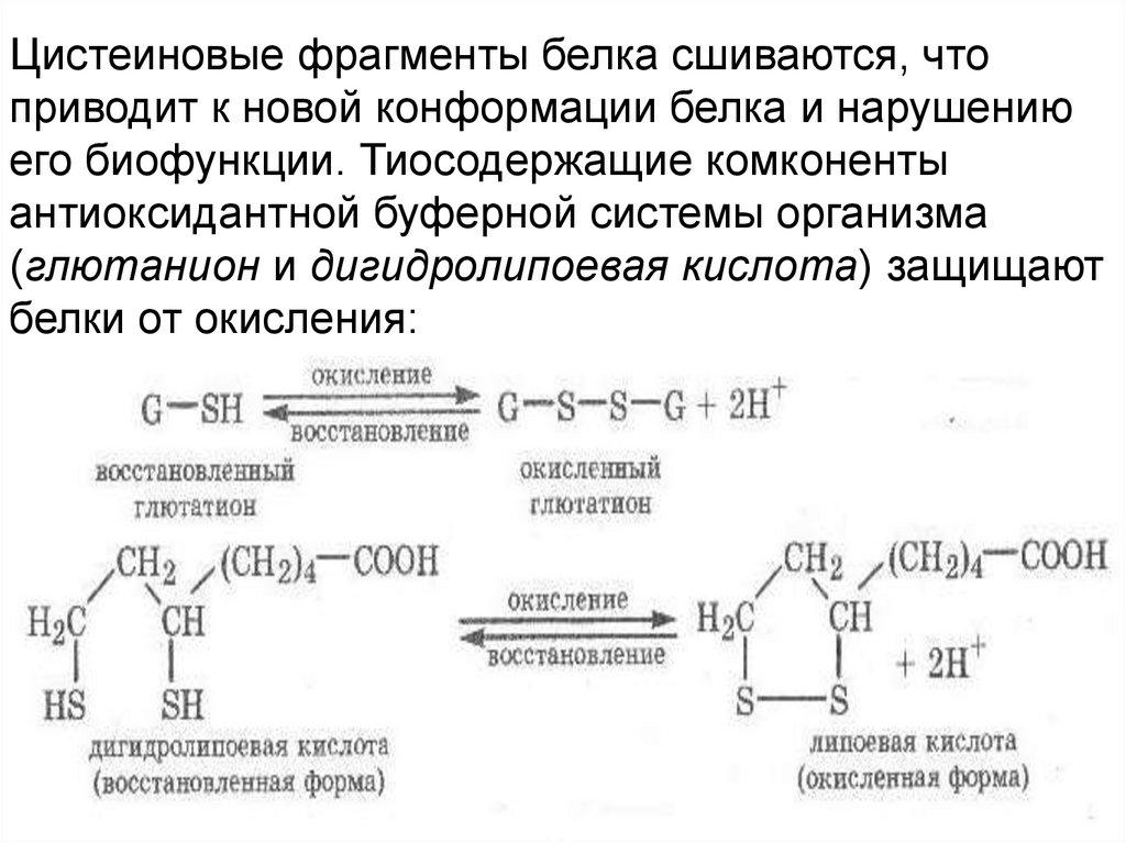 Фрагменты белка. Гидроксильные соединения и их производные. Гидроксильные производные. Гидроксильные соединения. Цистеиновая реакция белков.