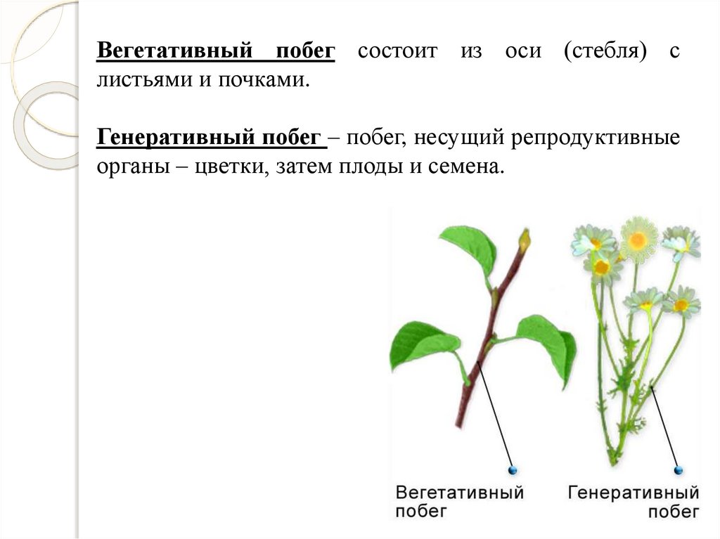 Биология 6 класс побег и почки презентация 6 класс