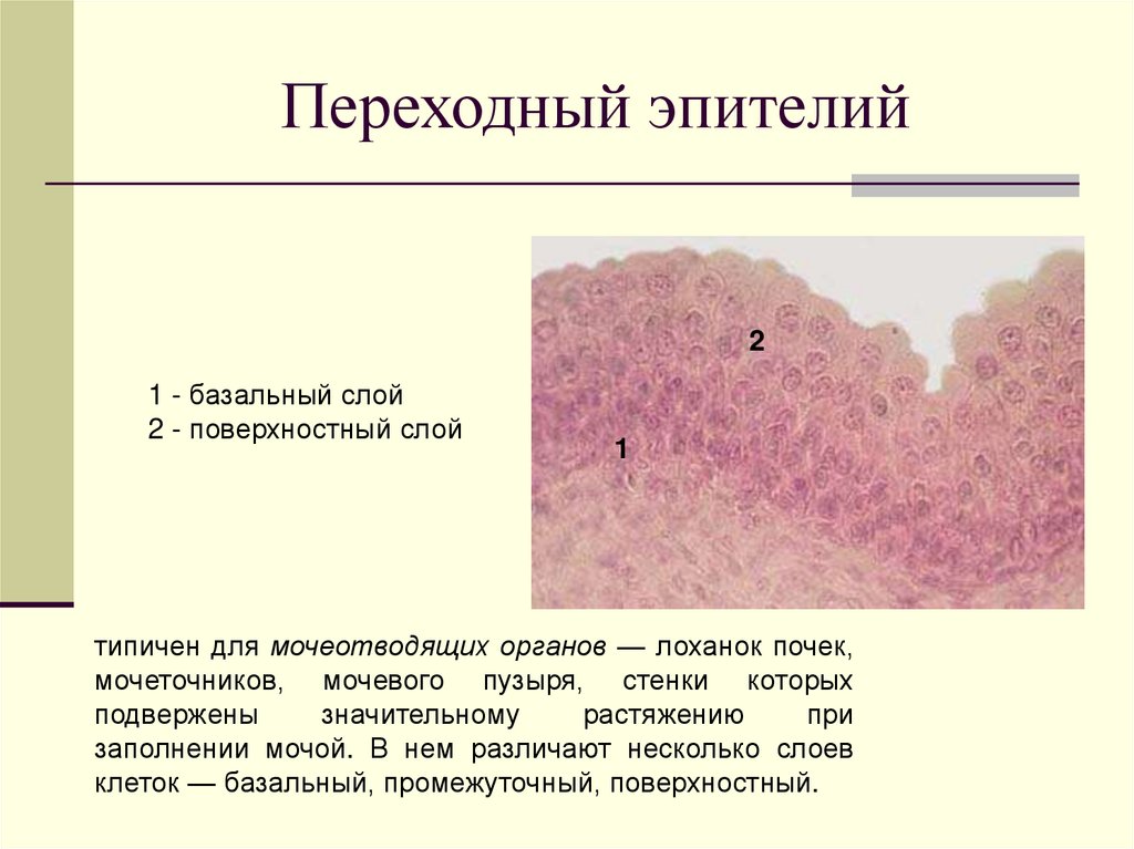 Эпителиальная ткань презентация