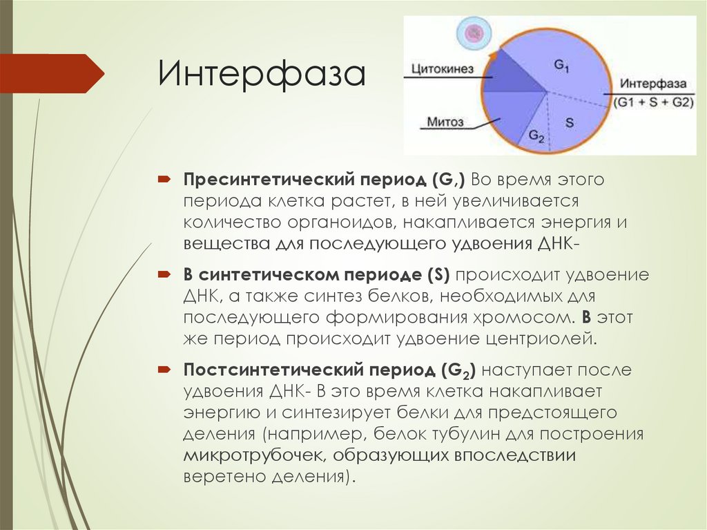 Интерфаза митоза