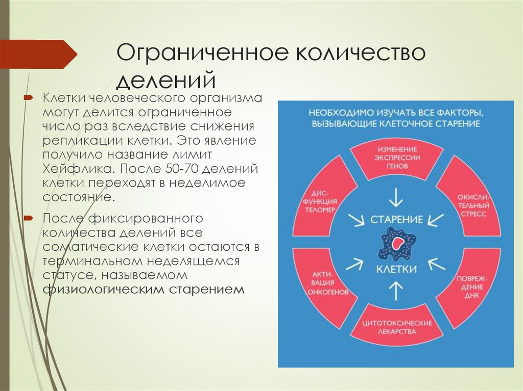 Количество делений клеток. Сколько делятся клетки. Сколько могут делиться клетки. Количество клеточных делений. Сколько делений клетка.