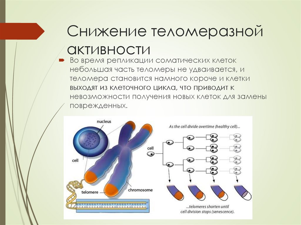 Конец хромосомы. ТЕЛОМЕРАЗНОЙ активностью. Теломеразная активность схема. Механизмы индукции и репрессии ТЕЛОМЕРАЗНОЙ активности. Теломеразная активность это в биологии.