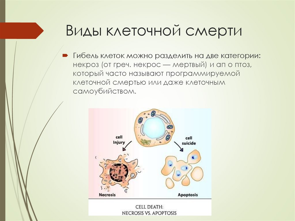 Виды клеток. Разновидности клеток. Виды гибели клеток. Основные виды гибели клетки. Виды клеточной смерти.