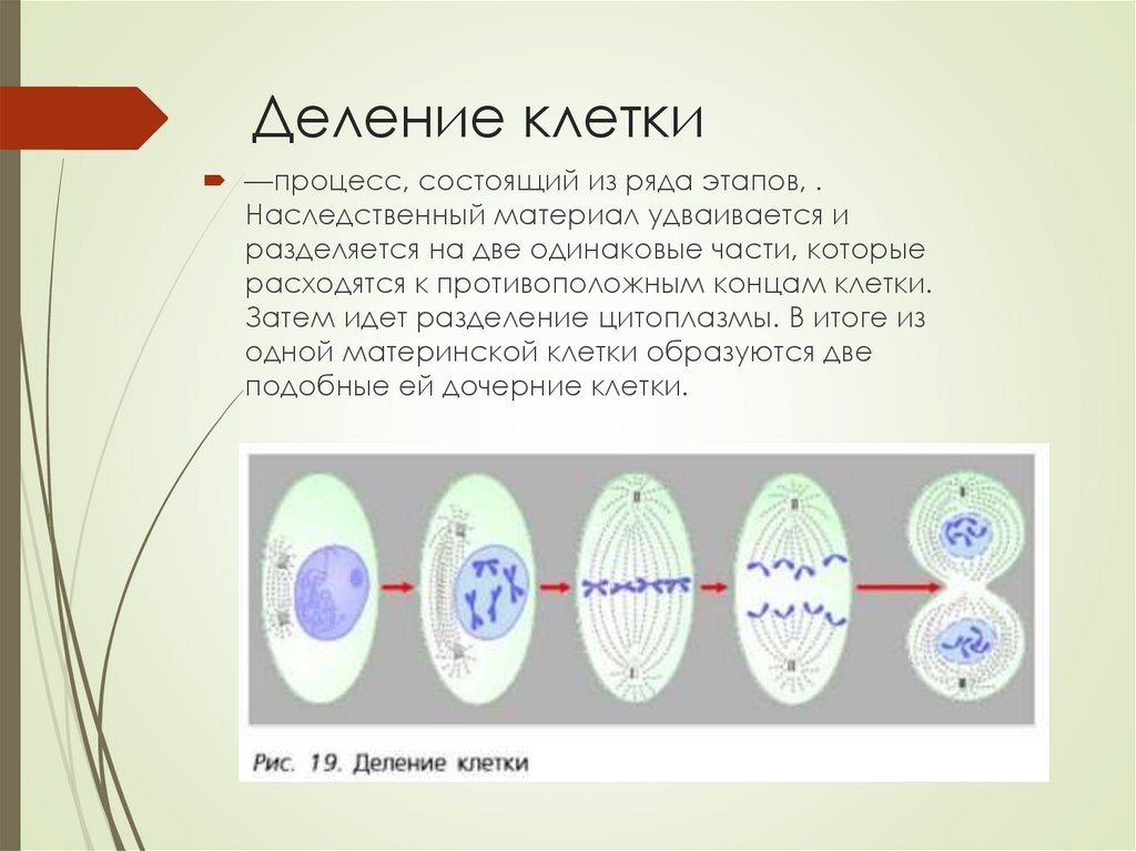 Процесс деление клетки объект. Последовательность деления клетки 5 класс биология. Процесс деления клетки 5 класс. 5 Стадий деления клетки. Схема процесса деления клетки.