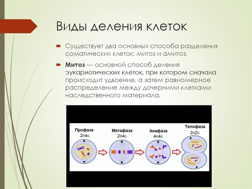 1 способы деления клеток. Типы деления соматических клеток. Основной способ деления эукариотических клеток. Митоз это основной способ деления. Способы деления клетки эукариот.