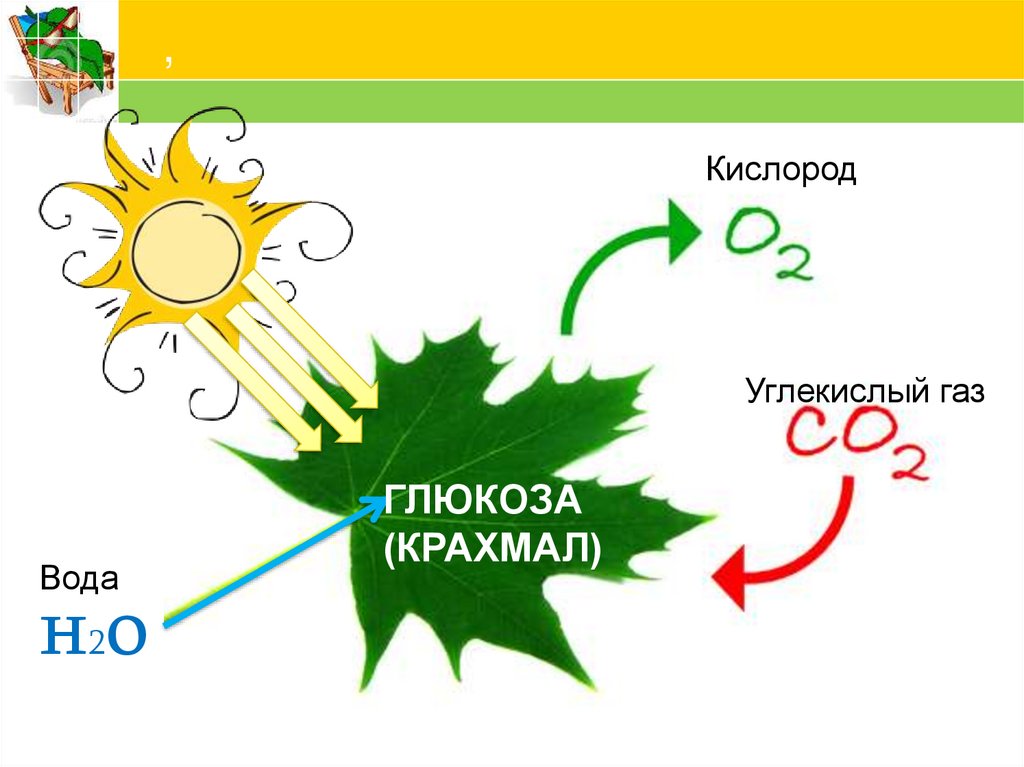 Процесс фотосинтеза рисунок