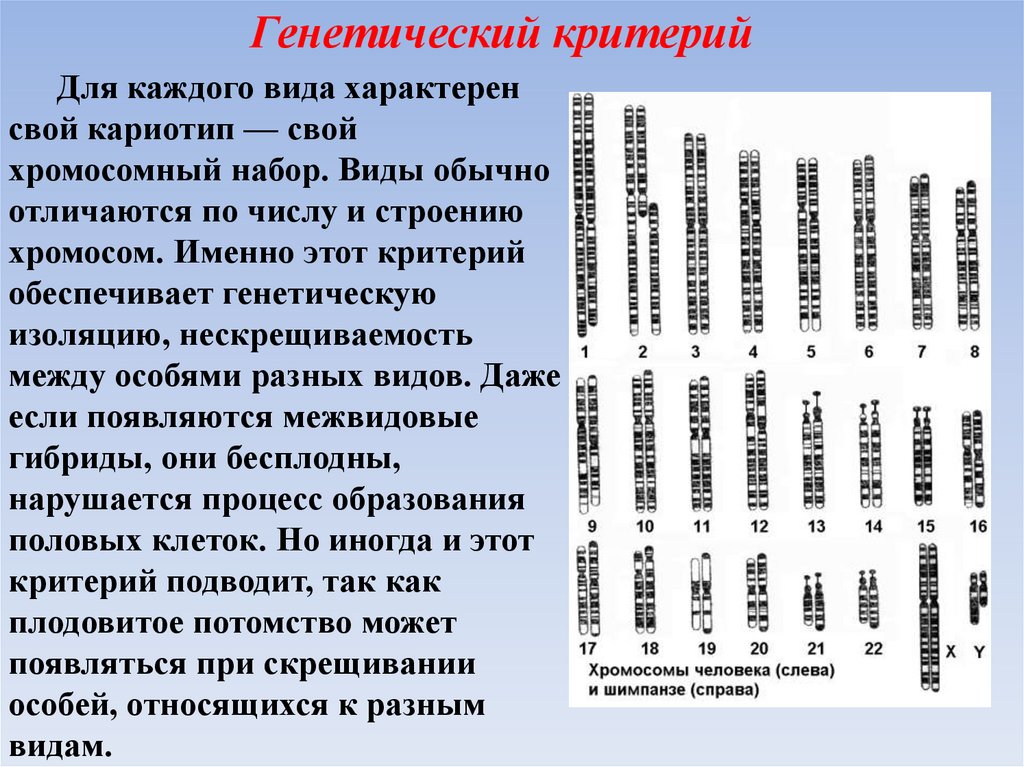 2 вид подвид популяция