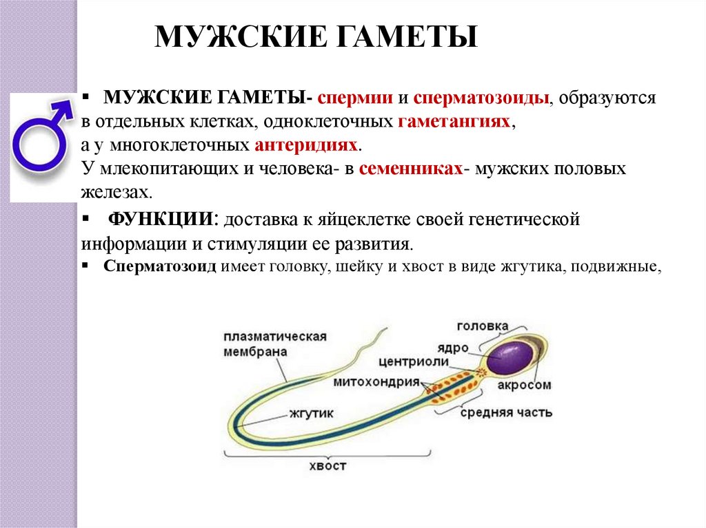 Гаметогенез. Спорогенез и гаметогенез у растений презентация.