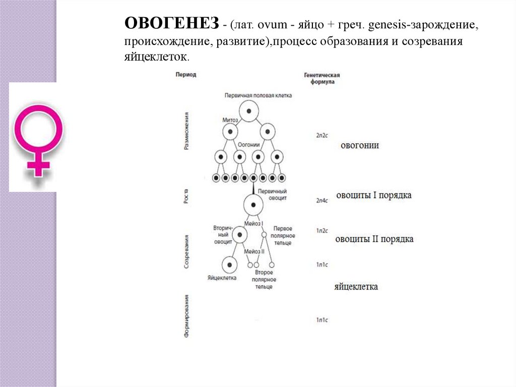 Овогенез