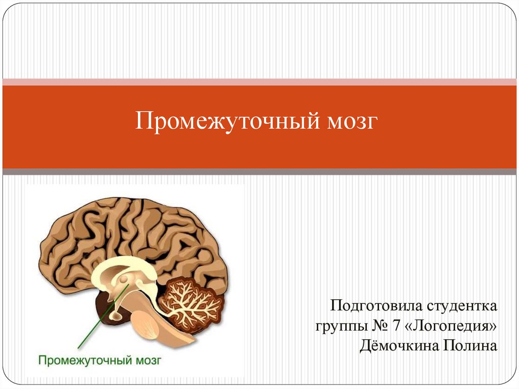 Промежуточный мозг 8 класс биология. Промежуточный мозг. Промежуточный мозг анатомия. Промежуточный мозг строение. Промежуточный мозг презентация.