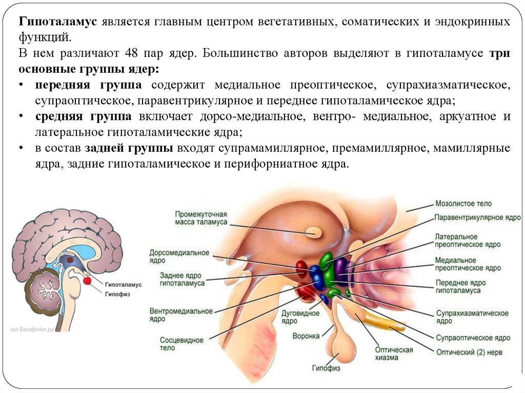Функции таламуса промежуточного мозга. Промежуточный мозг строение и функции. Промежуточный мозг анатомия строение. Промежуточный мозг презентация. Таламус строение.