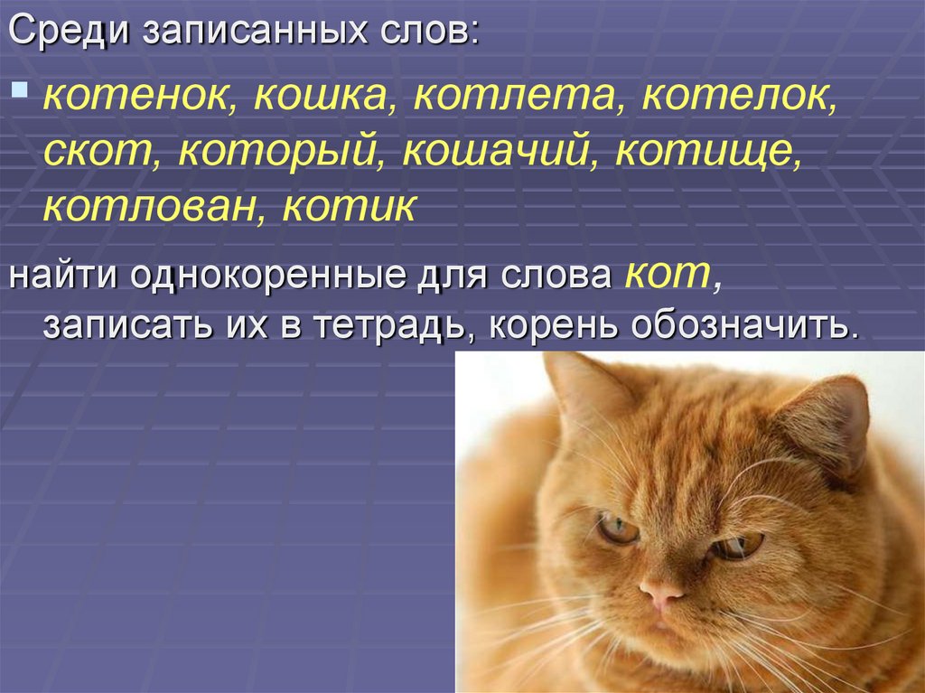 Записать среди. Кот однокоренные слова. Родственные слова к слову кошка. Однокоренные слова к слову кошка. Слова с корнем кот.