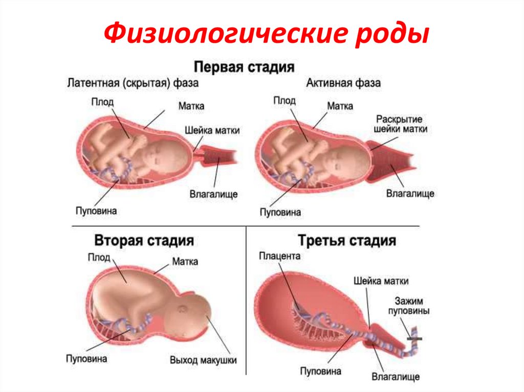 Презентация 1 период родов