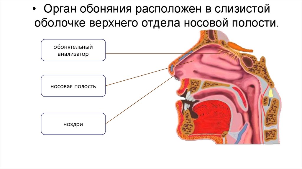 Для органа обоняния вредны. Обонятельный анализатор нос. Орган обоняния нос строение. Орган обоняния анатомия строение. Обонятельный анализатор гистология.