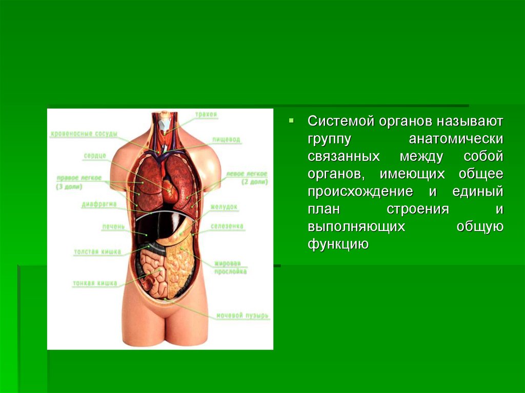 Единый план строения органов. Органы человека. Что называется системой органов. Системы внутренних органов. Органы анатомия группы.