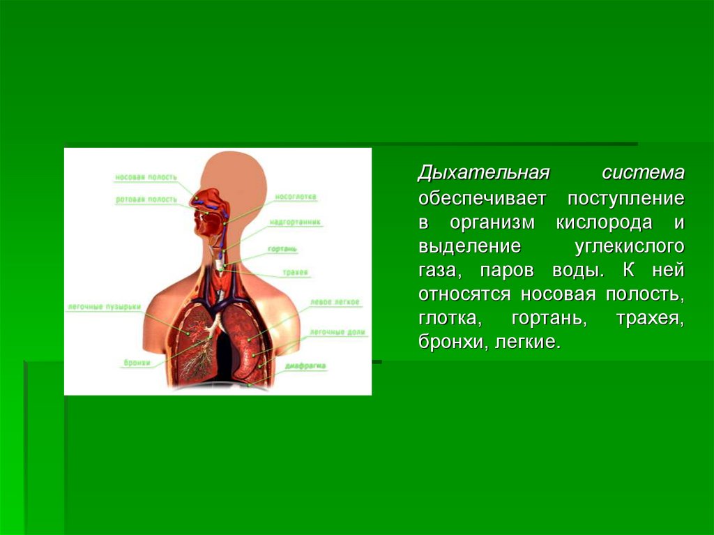 Факты систем органов человека. Дыхательная система обеспечивает поступление в организм. Органы дыхания обеспечивают. Дыхательная система обеспечивает организм человека кислородом. Поступление кислорода в организм.