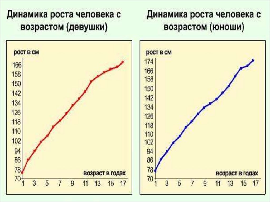 Изменение мужчины по возрасту. Графики изменения роста. Диаграмма роста человека. График зависимости роста. Изменение роста человека с возрастом.