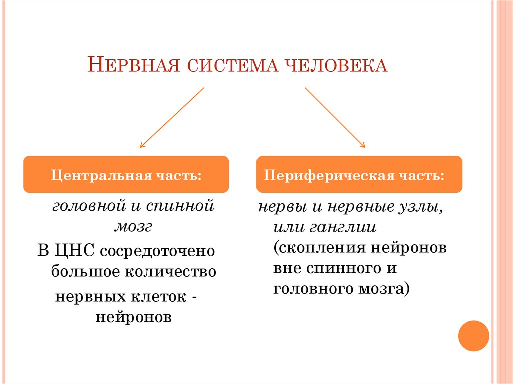 Значение нервной системы 8 класс конспект. Значение нервной системы. Значение нервной системы для организма. Нервная система по функциям. Значение центральной нервной системы.