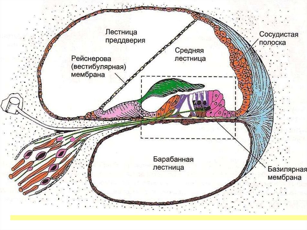 Клетки волосков улитки. Внутреннее ухо анатомия Кортиев орган. Кортиев орган в улитке внутреннего уха. Слуховой анализатор Кортиев орган. Кортиев орган лестницы.