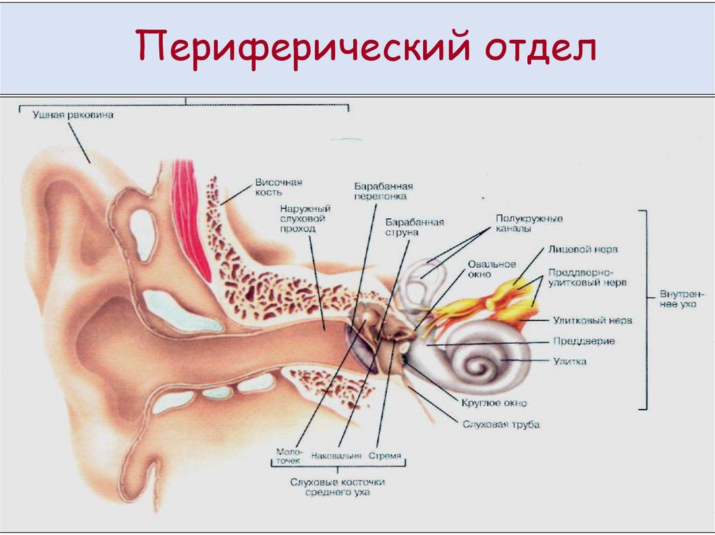 Слуховая сенсорная система схема