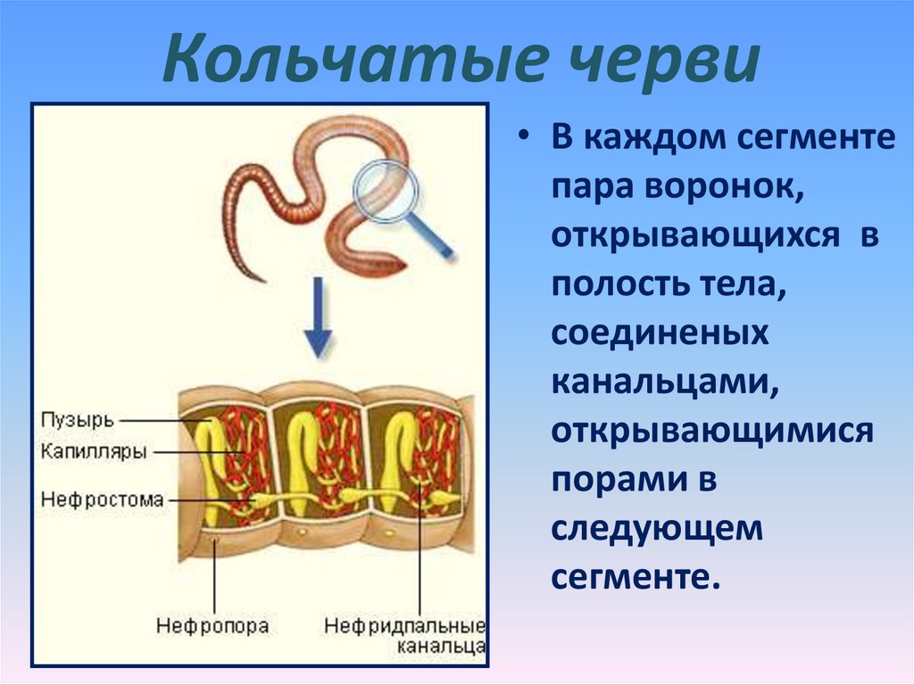 Слои кольчатых червей. Кольчатые черви. Сегменты тела кольчатых червей. Полости тела червей. Кольчатые черви выделительная система.