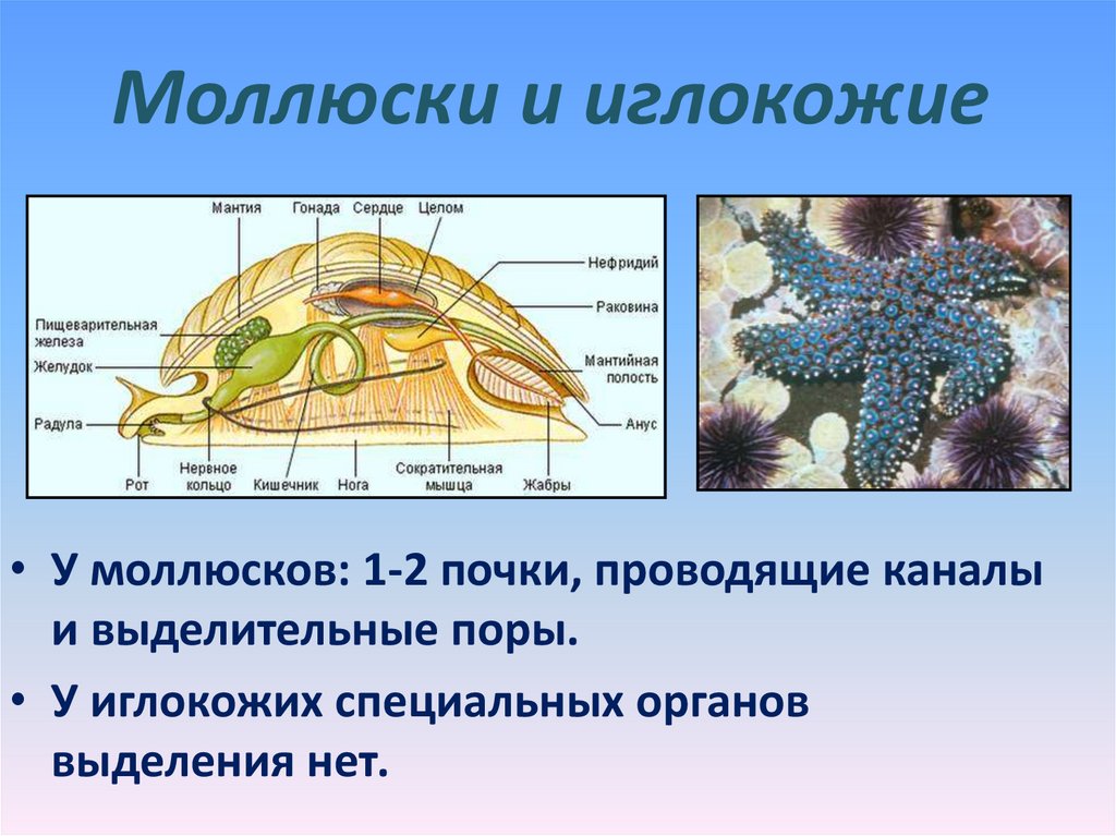 Какую функцию выполняет моллюск. Выделительная система иглокожих. Выделительная система моллюск биология 7 класс. Строение выделительной системы моллюсков. Выделительная система моллюсков таблица 7 класс.