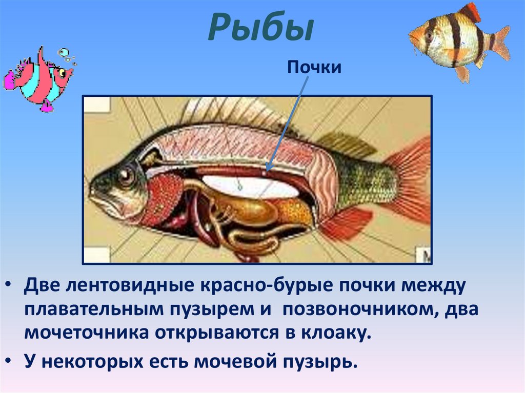 Какие системы органов у рыб. Типы выделительных систем у рыб. Внутреннее строение рыбы выделительная система. Выделительная система рыб почки. Строение выделительной системы рыб.
