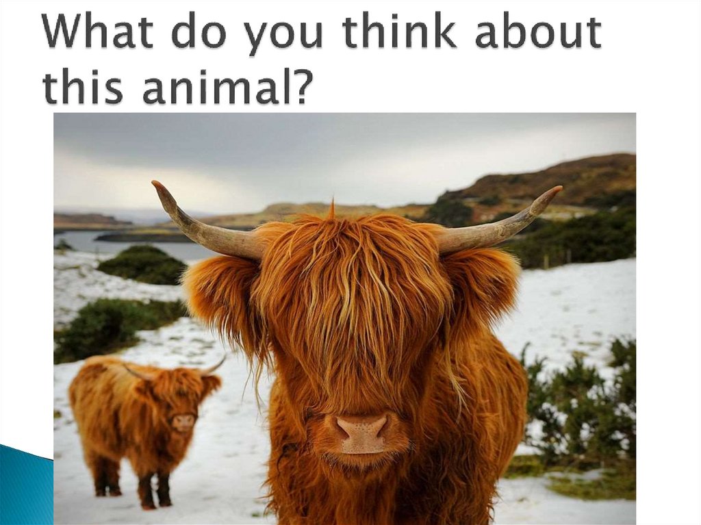 What do you think about this animal?