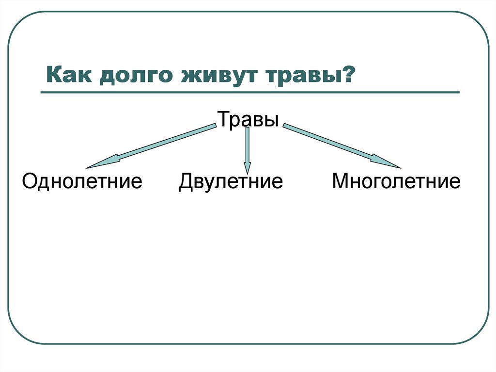 Как долго живут травы?