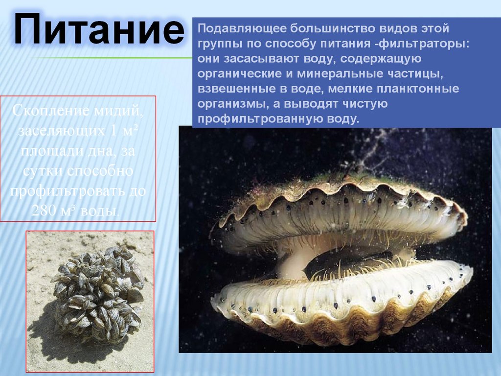 Класс двустворчатые моллюски - online presentation