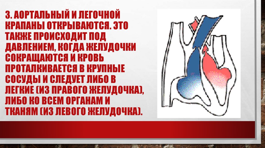 Клапанный аппарат сердца и его работа - презентация онлайн