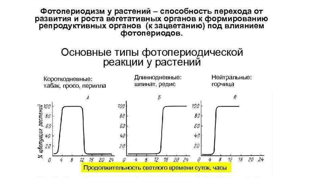 Фотопериод. Фотопериодическая реакция растений. Фотопериодизм примеры. Фотопериодические реакции слабо выражены у растений. Фотопериодизм у растений.