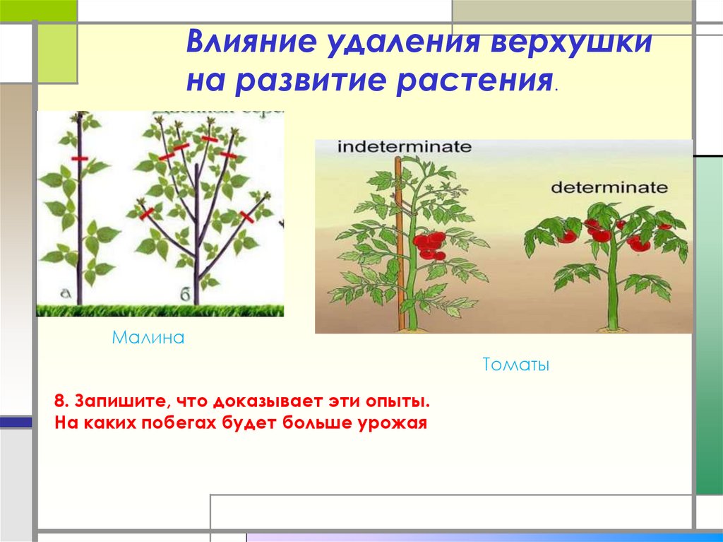 Презентация индивидуальное развитие растений 6 класс презентация